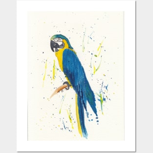 Blue and Gold Macaw in Watercolor and Ink Posters and Art